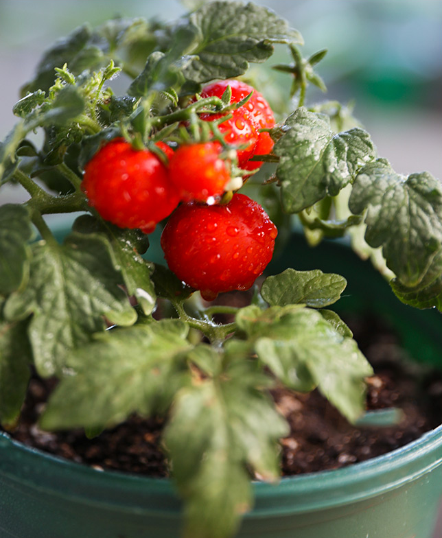 Dwarf Tomatoes Seeds | 🍅 Flat 50% Saving🍅