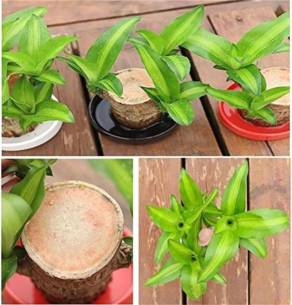 Big Size Lucky Brazil Wood Plant |🔥Buy 1 Get 1 Free🔥